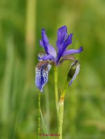 Sibirische Schwertlilie